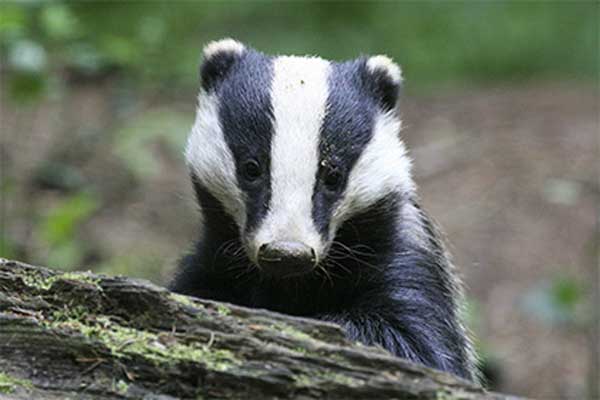 �������� �� ���������� ���������� �� �������-������