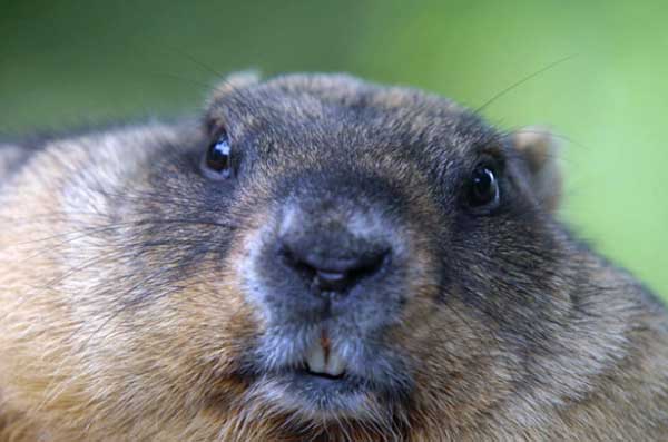 ������������� ����� ����������� �� �������� ������������