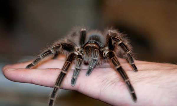 ���������� ��������� � �������� � �����������