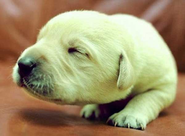 � �������������� ������� ������� �����