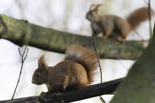 ������������� ��������� ����� �������� ����������� ������������