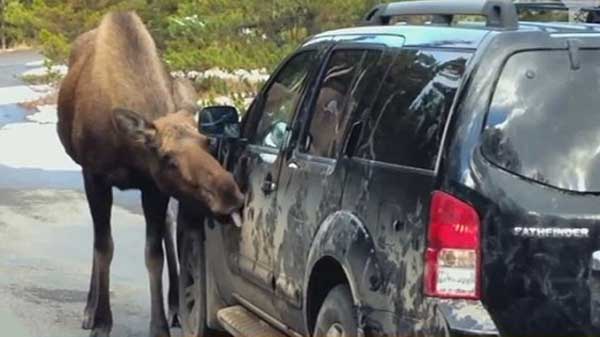 �������� ������������ ������������ ������� ���������� �����