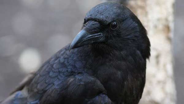 � ���������� ������� ������ ������ ������� �� ���������� ���