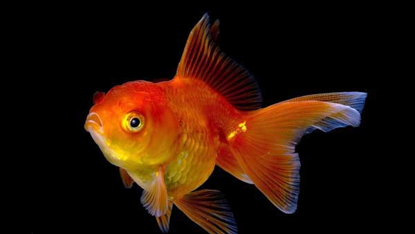 ������ �������� ��������� �������� �� ������ 80 ������� �����