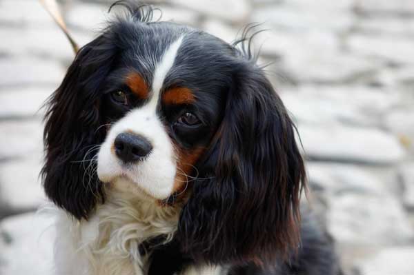 � ��� �������������� �������� �������� �� �����