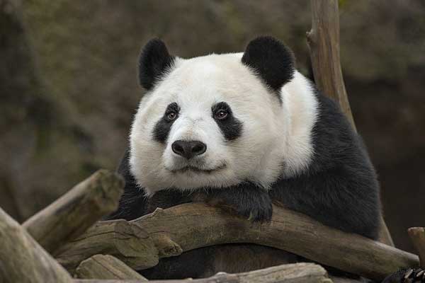 ���������� ��� ����� ����� ���������� ��������