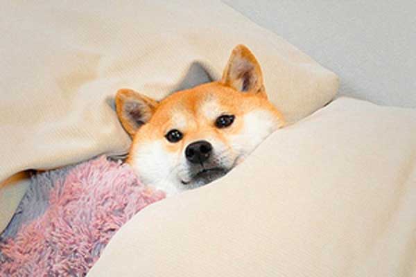 � ���� ���������� � ������������� � ������������ ������ � ��������