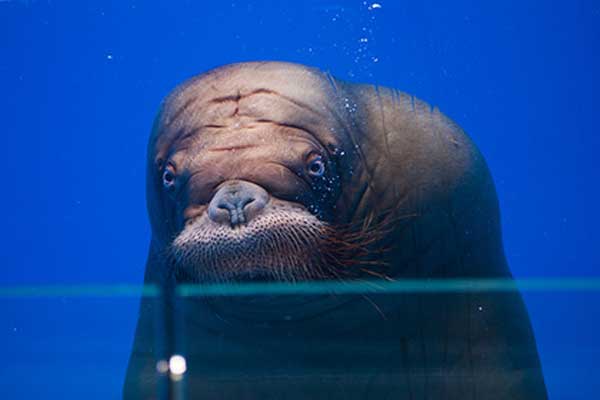 ���� ������ � ������ ������� � ���������� �����������