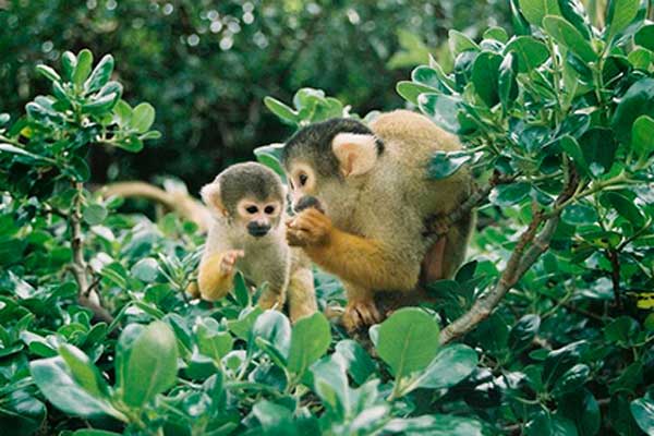 �������� �� �������� �������� ��������� �� ���� �����