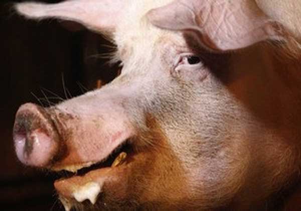 ���� ������ ��������� �� ������ �� �����