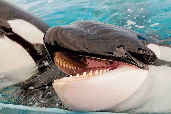 ������ ���������� � �������� �� ������� ������