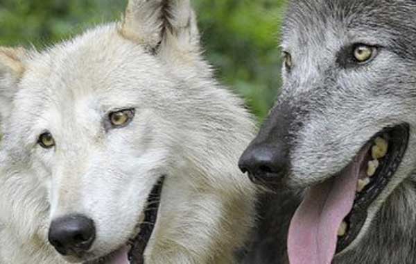 ����� ��������� ���������� �����