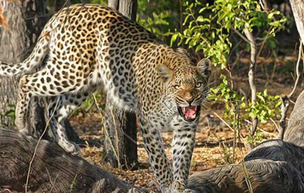 ������� ���� ����������� �������� � ����� ��� �����