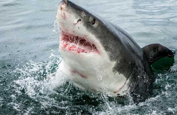 ������������ �����-������ ������� ���������� �������� � ����