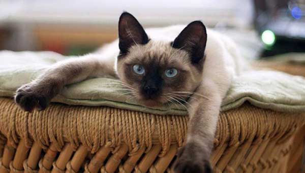 Одобрен законопроект об учете домашних животных Одобрен законопроект об учете домашних животных