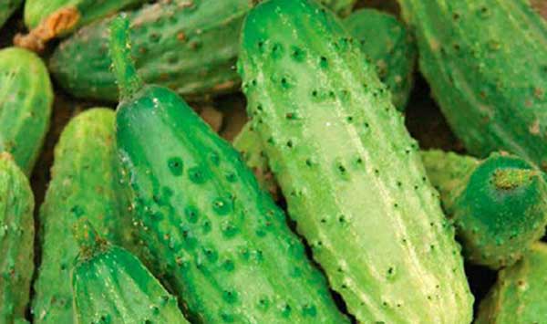 ������� ������� ����� ��� �� ������ �� 400 ������