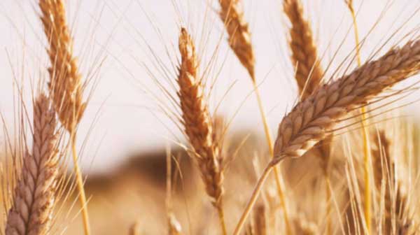 ������ ������� ���������� ������� �� �������