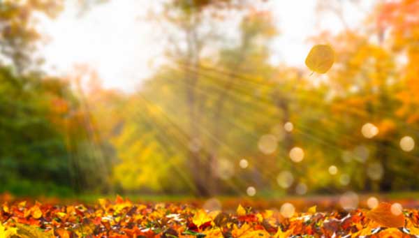 Вильфанд спрогнозировал начало золотой осени в Москве Вильфанд спрогнозировал начало золотой осени в Москве