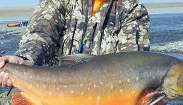 Рыболов из России поймал 11-килограммового гольца